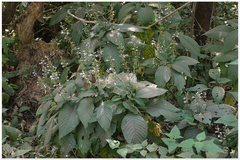 Gymnostachyum glabrum